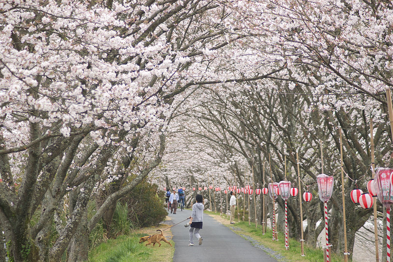 桜トンネル＠静岡県・森町_a0023397_21212195.jpg