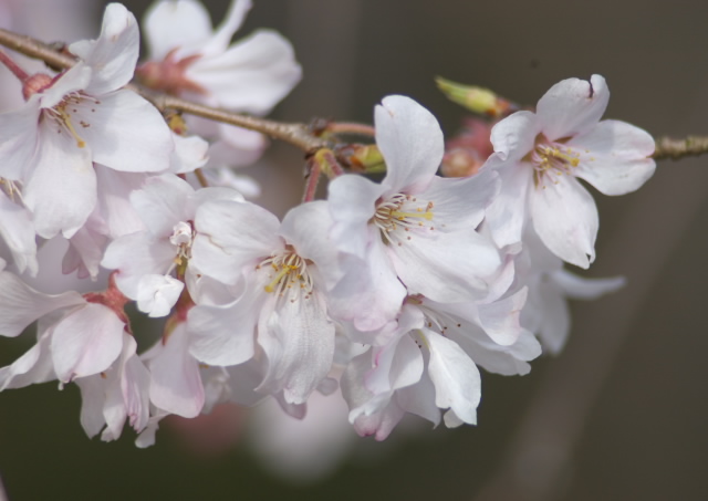 籐右衛門邸の桜_a0046000_18171870.jpg