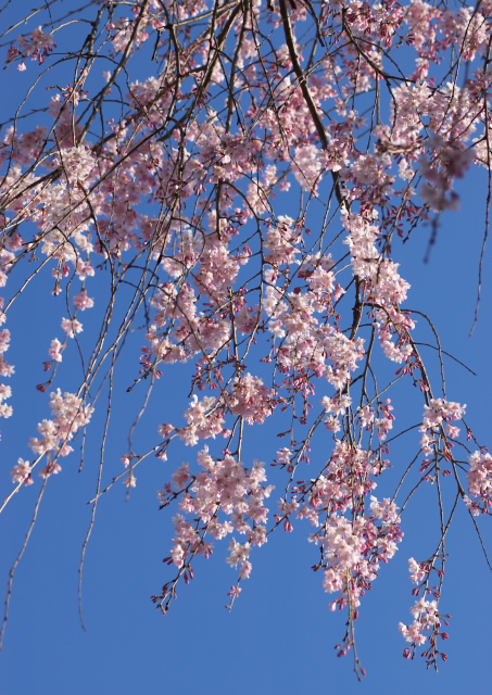 籐右衛門邸の桜_a0046000_18182974.jpg