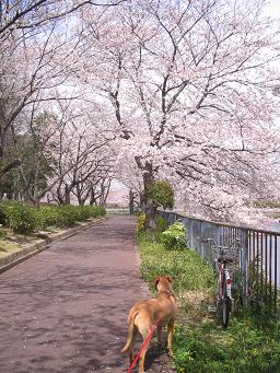 今年も 桜が咲いた!_d0092605_13563951.jpg