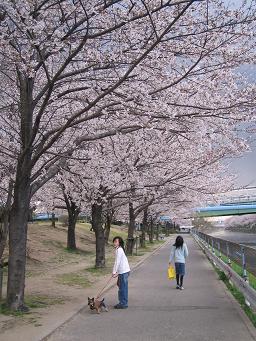 今年も 桜が咲いた!_d0092605_140258.jpg