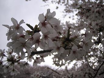 今年も 桜が咲いた!_d0092605_1414163.jpg