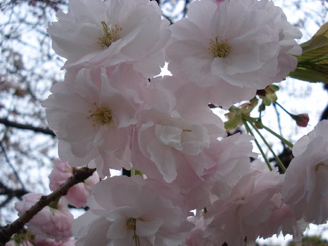 そして　また　花の宴　　　4月1日（日曜日）　　　　_f0084806_7585085.jpg