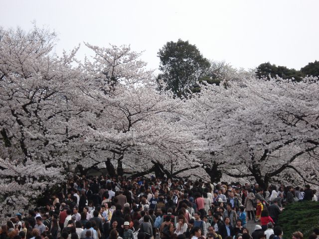 そして　また　花の宴　　　4月1日（日曜日）　　　　_f0084806_819811.jpg