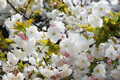 恒例 新宿御苑花見_d0023111_21174351.gif