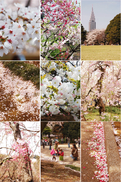 恒例 新宿御苑花見_d0023111_21215337.gif