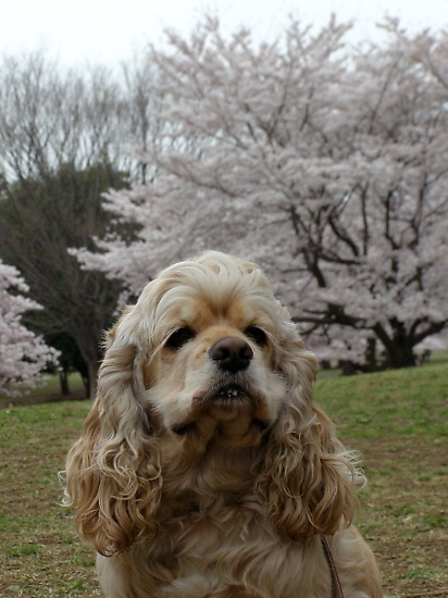 練馬の春はね♪_b0067012_1224745.jpg