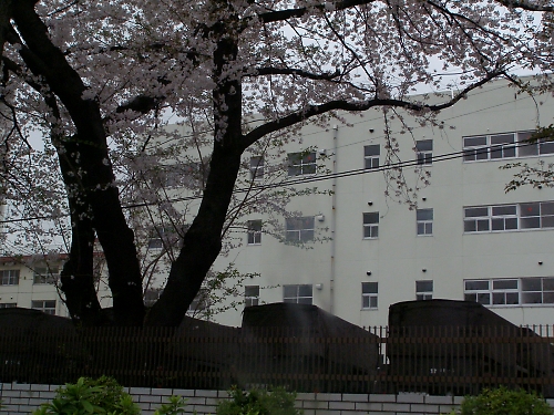 練馬の春はね♪_b0067012_12413915.jpg
