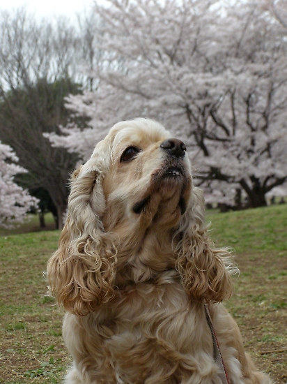 練馬の春はね♪_b0067012_1305190.jpg
