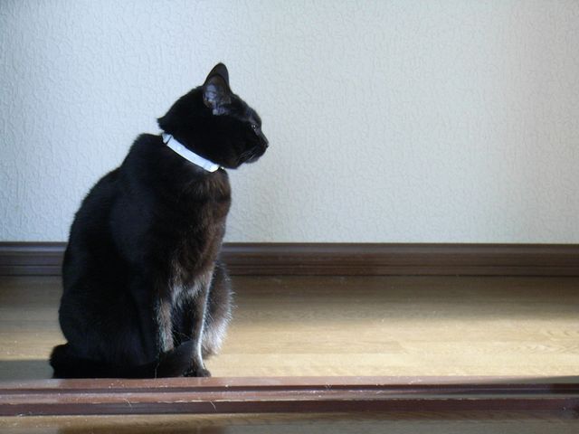 今朝のさくら_c0025115_2040283.jpg