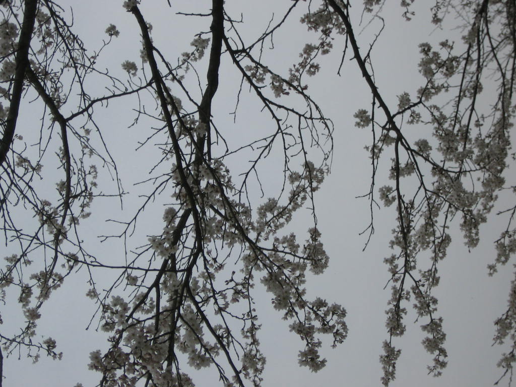 b0052816_017415.jpg