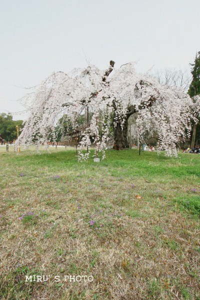 上賀茂神社_c0037519_1032366.jpg