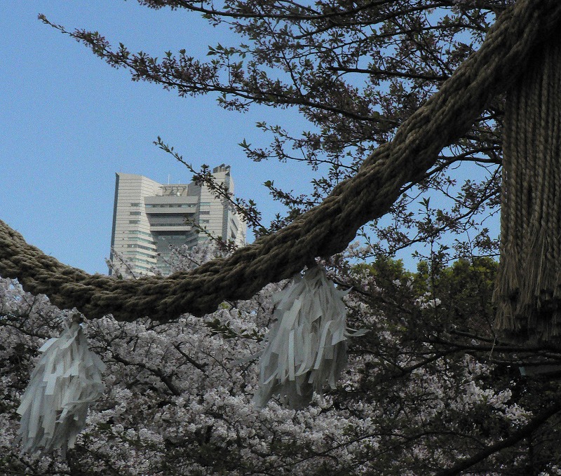 桜のはしご（その４）_c0044021_2138407.jpg