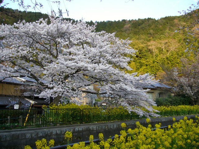 桜_c0090722_023045.jpg