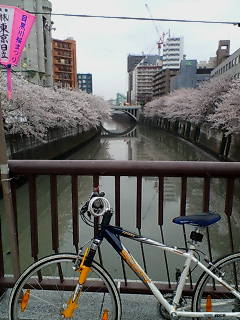 雨にぬれる目黒川の桜_c0024135_0524583.jpg