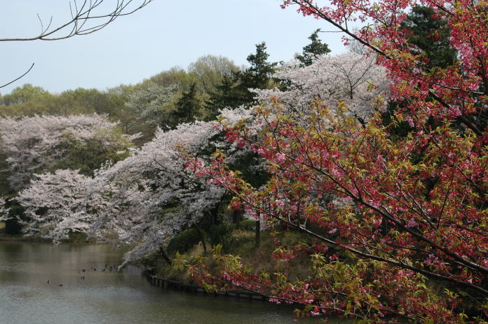 三ツ池公園の桜Part2_e0095142_5454671.jpg