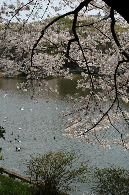 三ツ池公園の桜Part2_e0095142_5463432.jpg