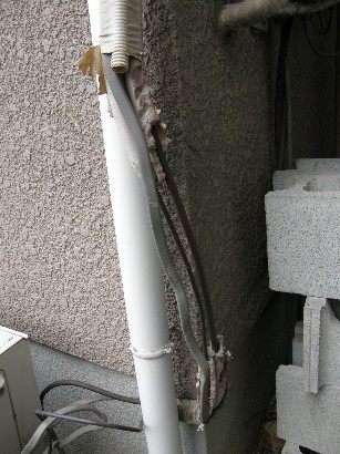 これからサモエドを迎える方へ_f0128542_117974.jpg