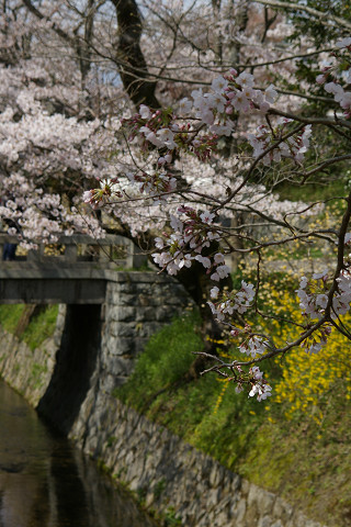 桜は満開でした～～～が_f0094045_20501166.jpg