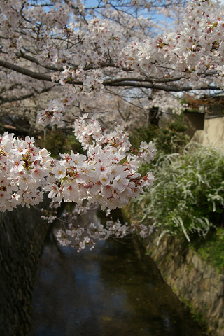 桜は満開でした～～～が_f0094045_209435.jpg