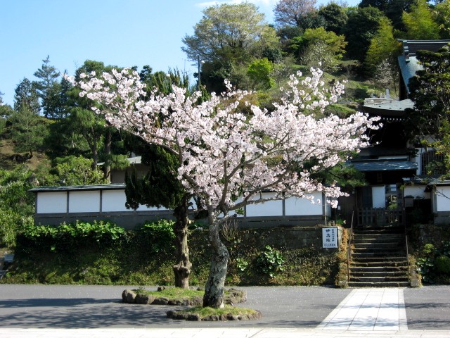 【建長寺の桜】_b0009849_18395239.jpg