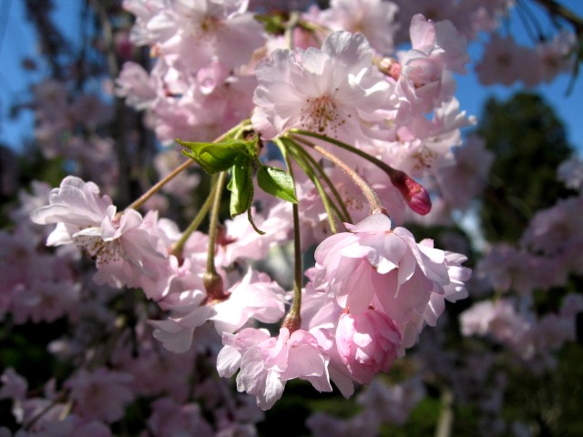 【建長寺の桜】_b0009849_18431398.jpg