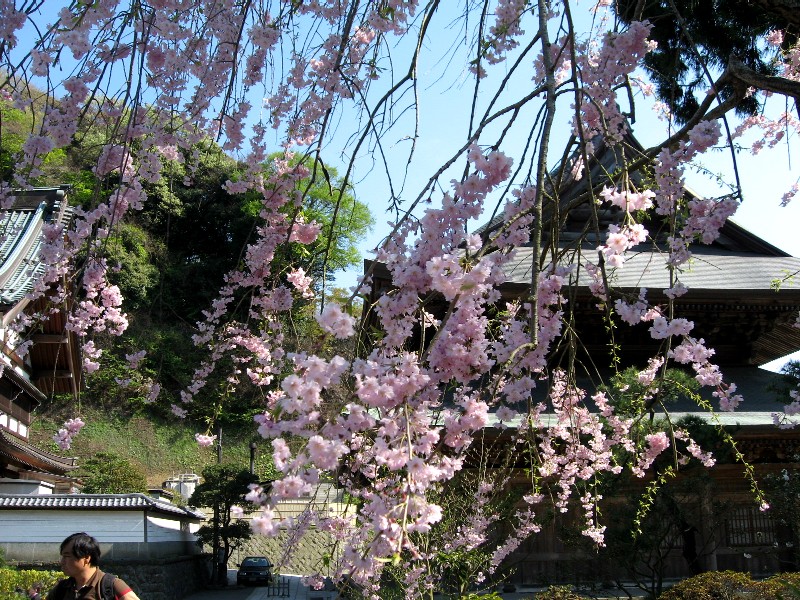 【建長寺の桜】_b0009849_18455111.jpg