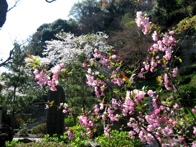 【建長寺の桜】_b0009849_18484082.jpg