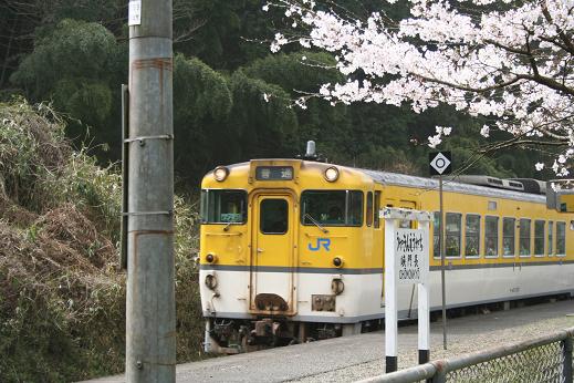 長門峡駅の桜_e0031550_12442574.jpg