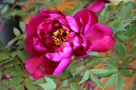 ボタン科 Paeoniaceae えるだまの植物図鑑 ボタン科 Paeoniaceae えるだまの植物図鑑
