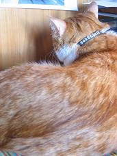 アラビアドラ猫_a0087957_32723.jpg