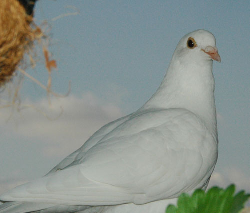 鼻こぶ 鼻瘤 びりゅう ０７ 4 4 水 White Pigeons 白い鳩たち