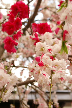 桜の便り　称名寺_a0080269_17343118.jpg