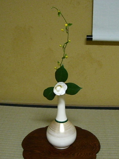 白牡丹椿 山吹 茶室の花