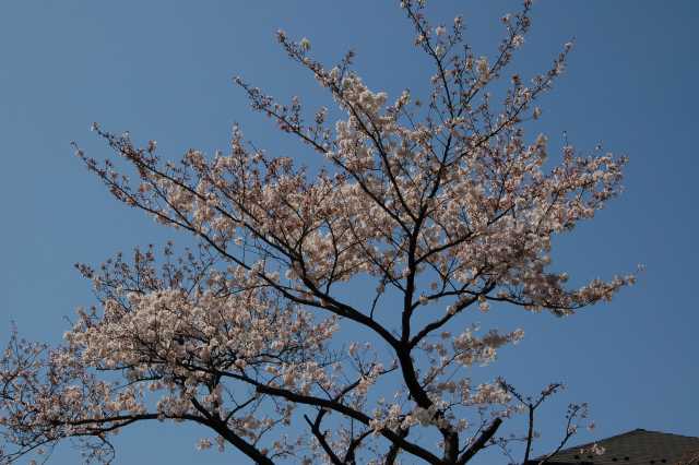 桜_a0048974_19561234.jpg