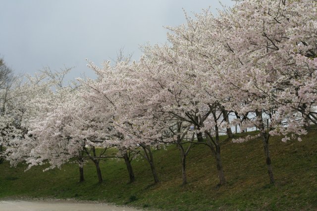 満開となった黒野城址の桜　（１）_a0060882_19254095.jpg