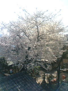 桜。桜。桜。咲。けんじ_b0048882_2352233.jpg