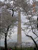 ワシントンDCの桜_e0037884_62021.jpg