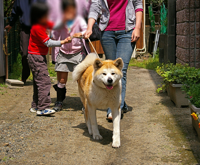 天ちゃん巣立ち＆私事の御報告_b0002585_19302387.jpg