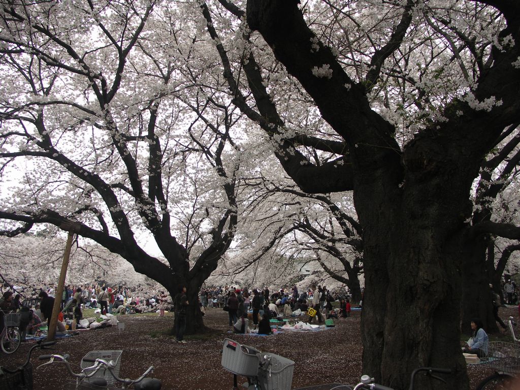 もいっちょ桜_b0055085_12142912.jpg