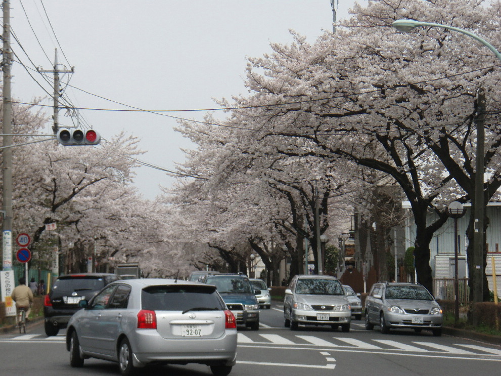 桜はまだまだ綺麗です。_d0034291_11463732.jpg