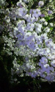 桜_c0079892_21295359.jpg
