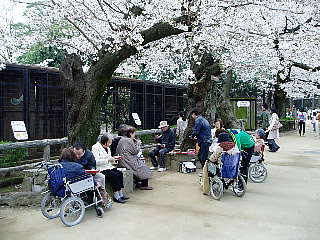 お花見 王子動物園 アクティブライフ神戸 グループホーム アクティブライフの日々是好日