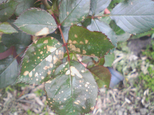 50 グレア バラ の 葉っぱ の 病気 画像ブログ