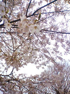 e0090304_23305553.jpg