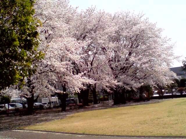 今年の花見１_f0103804_20402630.jpg