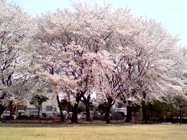 今年の花見１_f0103804_20405830.jpg