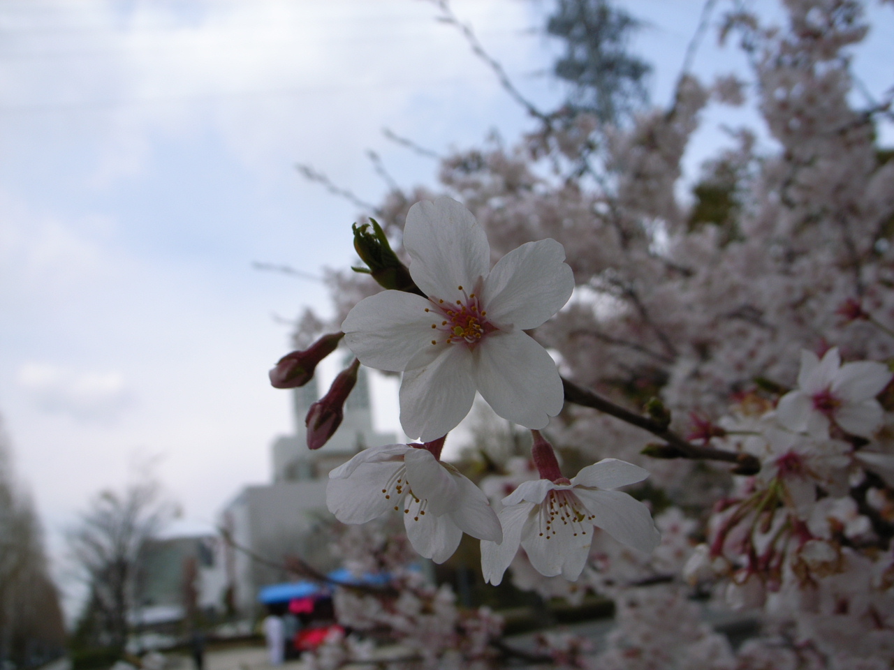 桜とこはる_f0126508_16575594.jpg