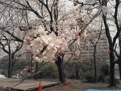 お花見でぇ~す!_e0036217_11979.jpg