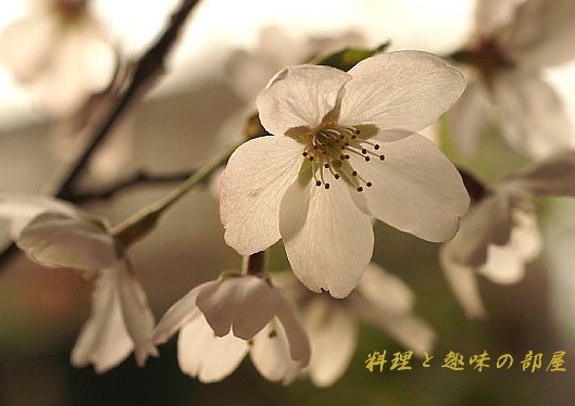桜(日中シンクロ撮影です。)　_b0033423_7442459.jpg